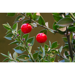 Petit Houx (ruscus aculeatus)