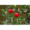 Petit Houx (ruscus aculeatus)