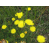 Piloselle (hieracium pilosella)