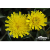 Piloselle (hieracium pilosella)