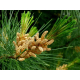 Pin (pinus sylvestris)