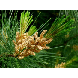 Pin (pinus sylvestris)
