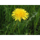 Pissenlit (taraxacum dens leonis)