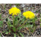 Pissenlit (taraxacum dens leonis)