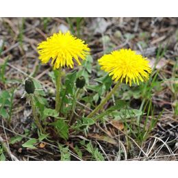Pissenlit (taraxacum dens leonis)