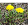 Pissenlit (taraxacum dens leonis)