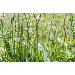 Psyllium (plantago ovata)