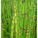 Prêle (equisetum arvense)