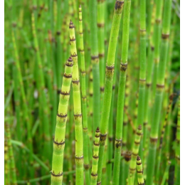Prêle (equisetum arvense)