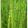 Prêle (equisetum arvense)