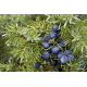 Genevrier (juniperus communis)