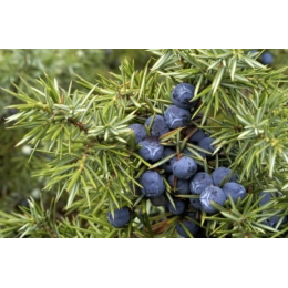 Genevrier (juniperus communis)