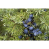 Genevrier (juniperus communis)