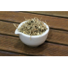 Petit Houx (ruscus aculeatus)