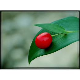 Petit Houx (ruscus aculeatus)