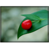 Petit Houx (ruscus aculeatus)
