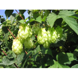 Houblon (humulus lupulus)