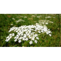 Reine des prés (spirea ulmaria)