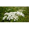 Reine des prés (spirea ulmaria)