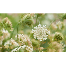 Reine des prés (spirea ulmaria)