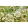 Reine des prés (spirea ulmaria)