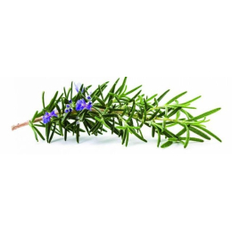 Romarin (rosmarinus officinalis)