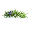 Romarin (rosmarinus officinalis)