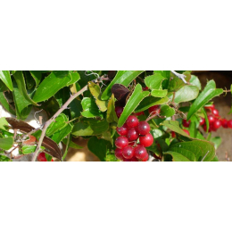 Salsepareille (smilax aspera)