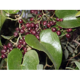 Salsepareille (smilax aspera)
