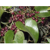 Salsepareille (smilax aspera)