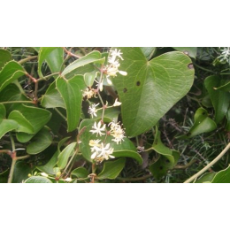 Salsepareille (smilax aspera)