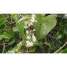 Salsepareille (smilax aspera)