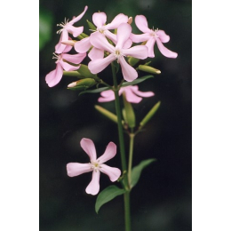 Saponaire (saponaria officinalis)