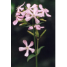 Saponaire (saponaria officinalis)