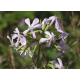 Saponaire (saponaria officinalis)