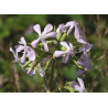 Saponaire (saponaria officinalis)
