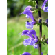 Sauge (salvia officinalis)