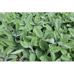 Sauge (salvia officinalis)
