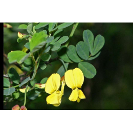 Séné (cassia angustifolia) - Follioles