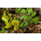 Séné (cassia angustifolia) - Follioles