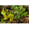 Séné (cassia angustifolia) - Follioles