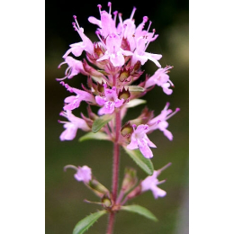 Serpolet (thymus serpyllum)