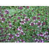 Serpolet (thymus serpyllum)