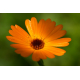 Souci (calendula officinalis)