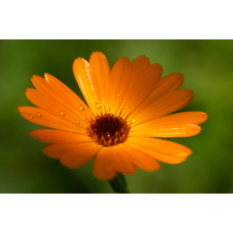 Souci (calendula officinalis)