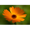 Souci (calendula officinalis)