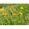 Souci (calendula officinalis)