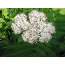 Sureau (sambucus nigra)