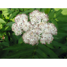 Sureau (sambucus nigra)