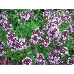 Thym (thymus vulgaris)